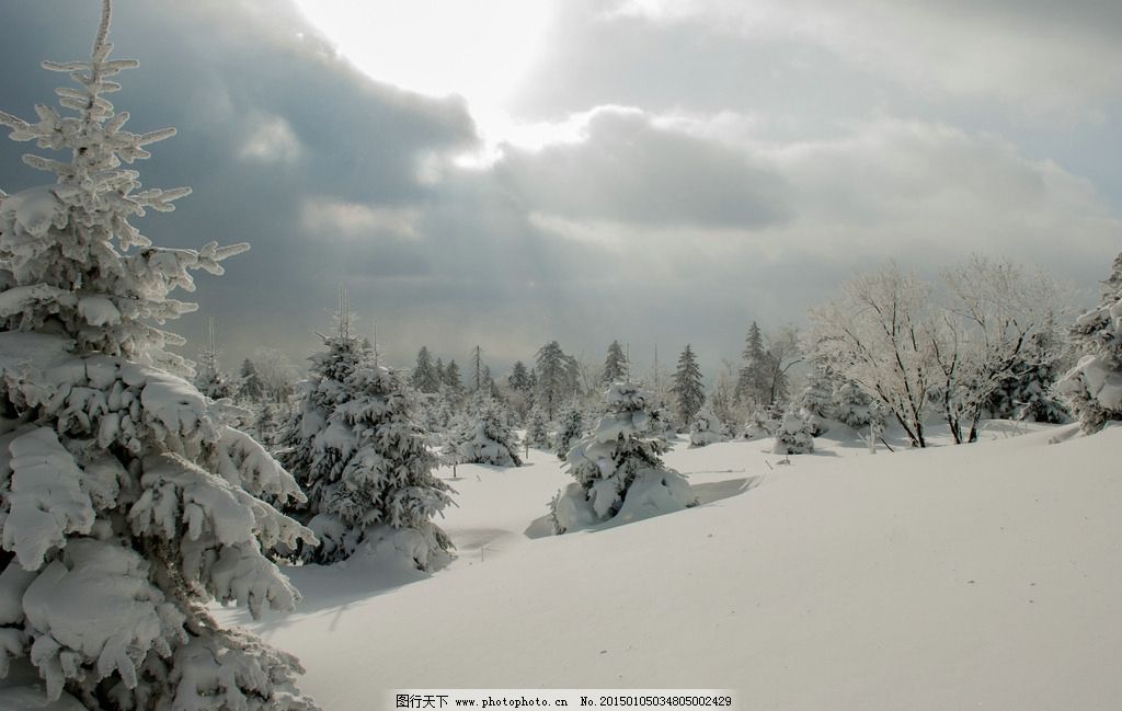 冬季森林雪景图片,冬天 树林 摄影 自然景观 自然风景-图行天下图库