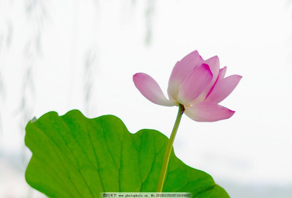 锦屏太空莲花娇莲大籽丰满