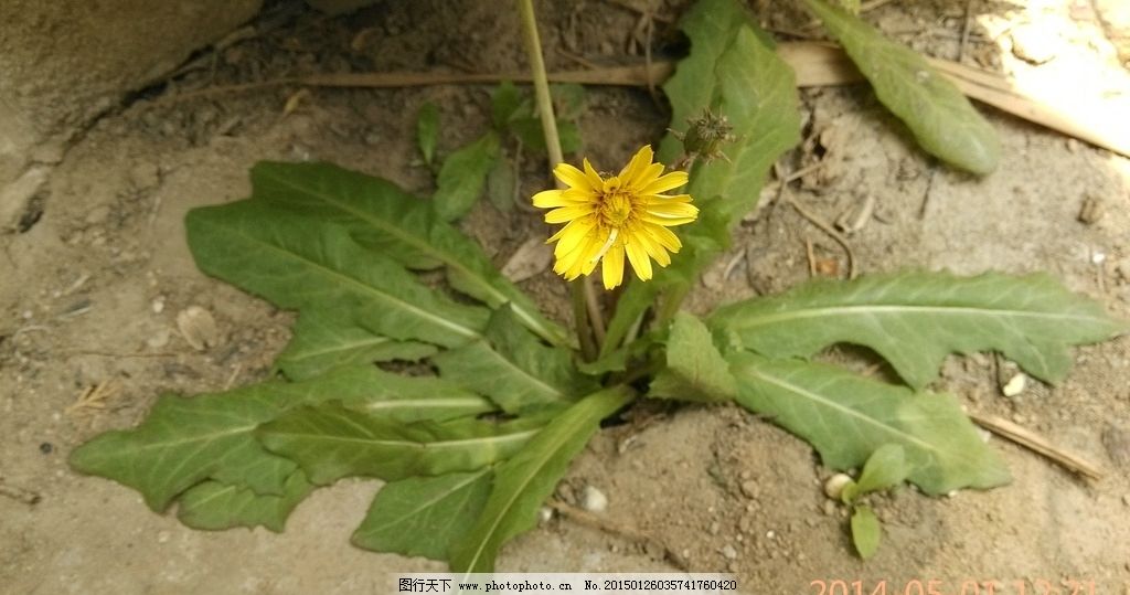 苦菜花 春暖花开 春意盎然图片