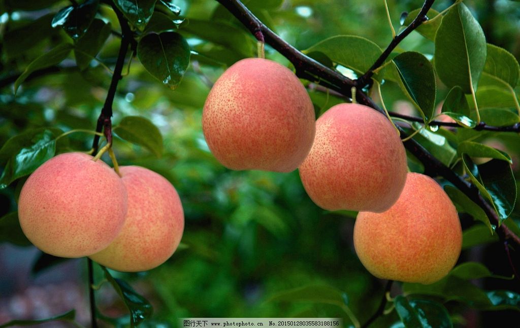 红梨图片,梨子 树枝 梨果 摄影 生物世界 水果-图