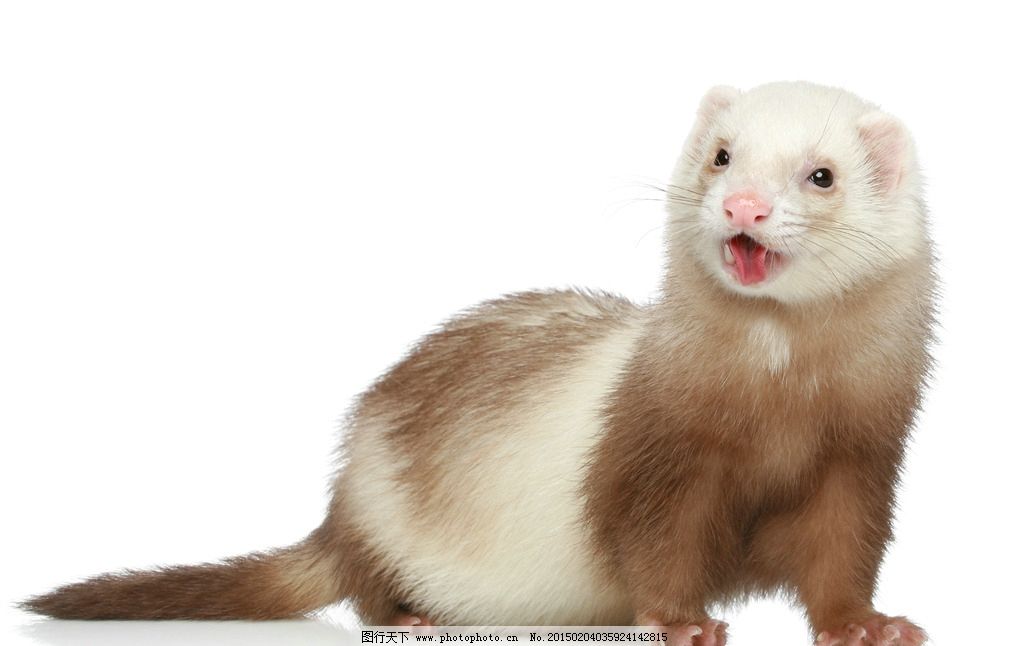 300英雄的宠物怎么得?现在还有吗?