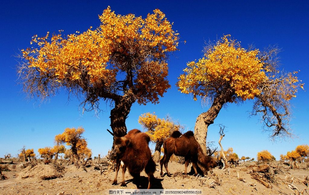 喀什噶尔胡杨简谱_曲谱分享
