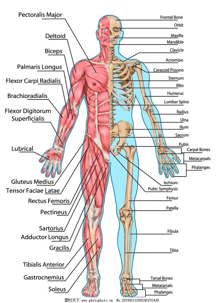 人体解剖绘图大赛