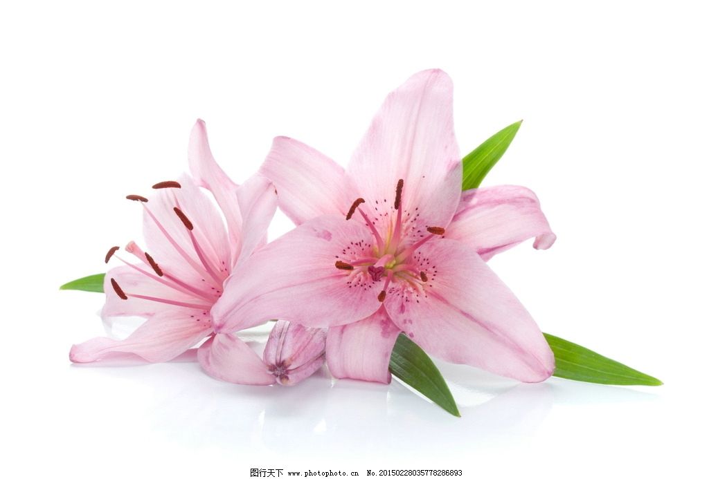 淡雅粉色百合花图片