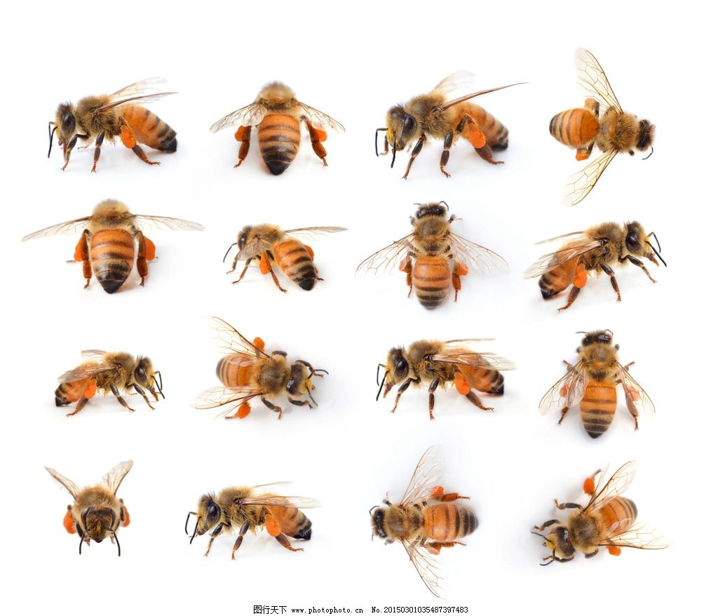 蜜蜂-蜜蜂图片