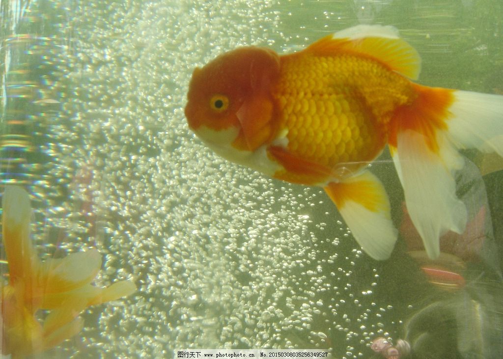 梦境深邃,解读梦见鱼缸里有好多鱼的隐秘含义 梦境深邃,解读梦见鱼缸里有好多鱼的隐秘含义