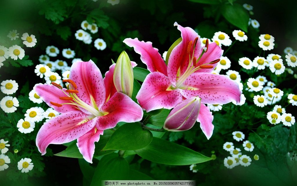 粉色百合花图片