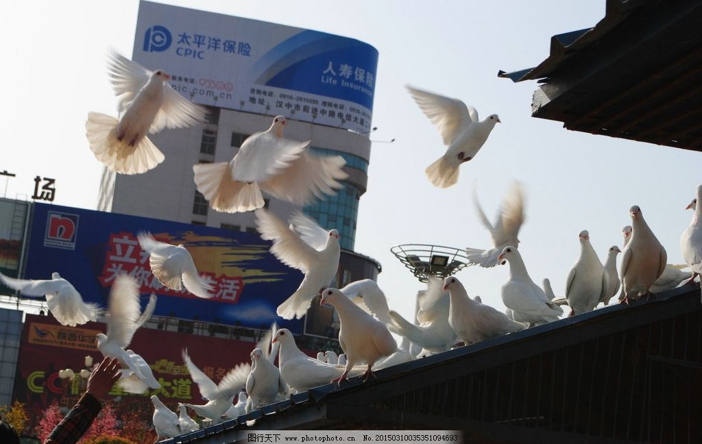 白鸽图片,鸽子 鸟类 生物世界 汉中鸽子广场 摄