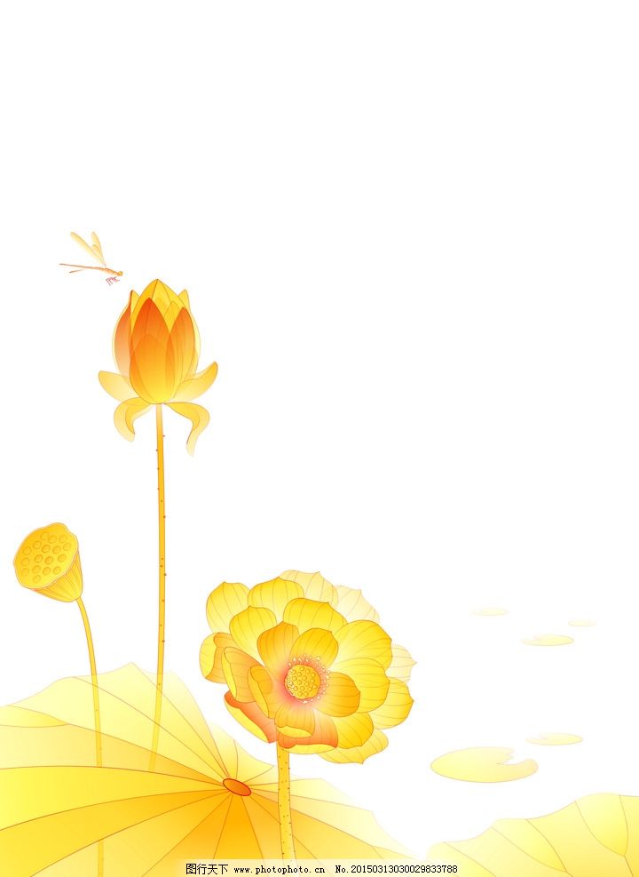金色荷花图片
