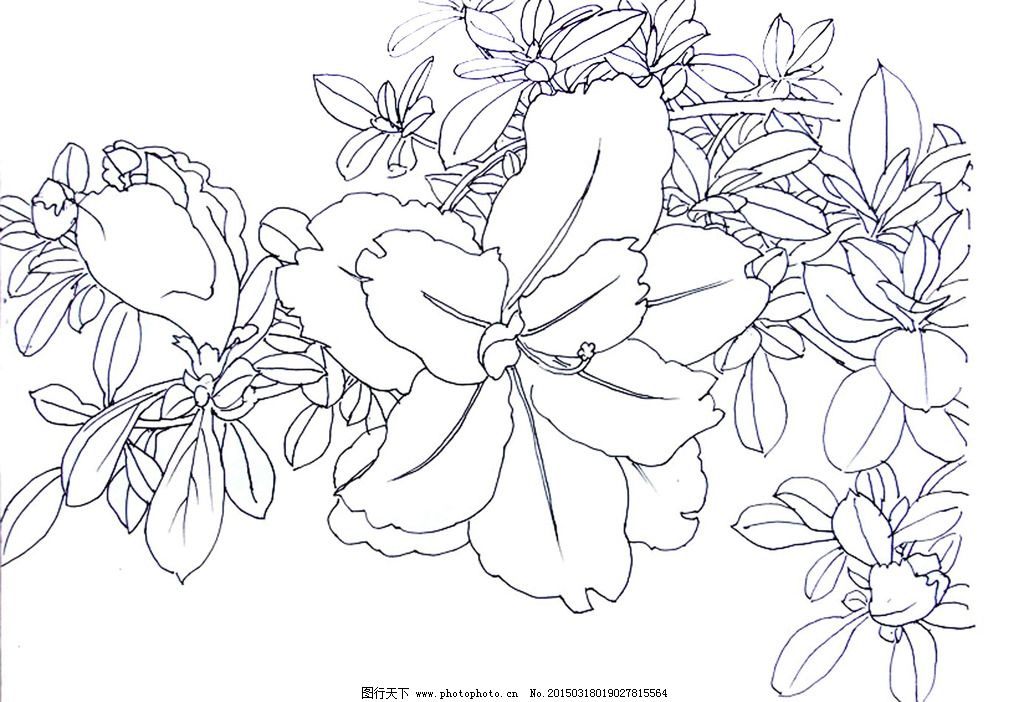 杜鹃花写生图片