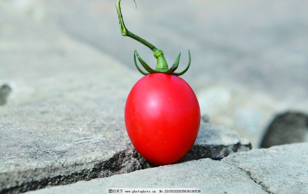 小番茄 圣女果图片,夏天 菜园 摄影 生物世界 蔬