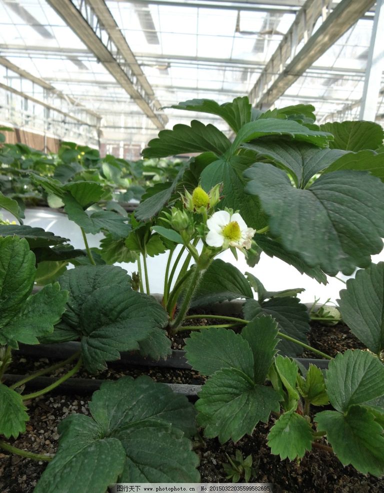 如何养盆栽草莓?有经验的进~~