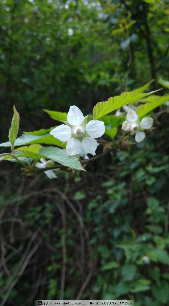 梦见花开富贵,预示要怀孕?解读梦境中的怀孕预兆 梦见花开富贵,预示要怀孕?解读梦境中的怀孕预兆