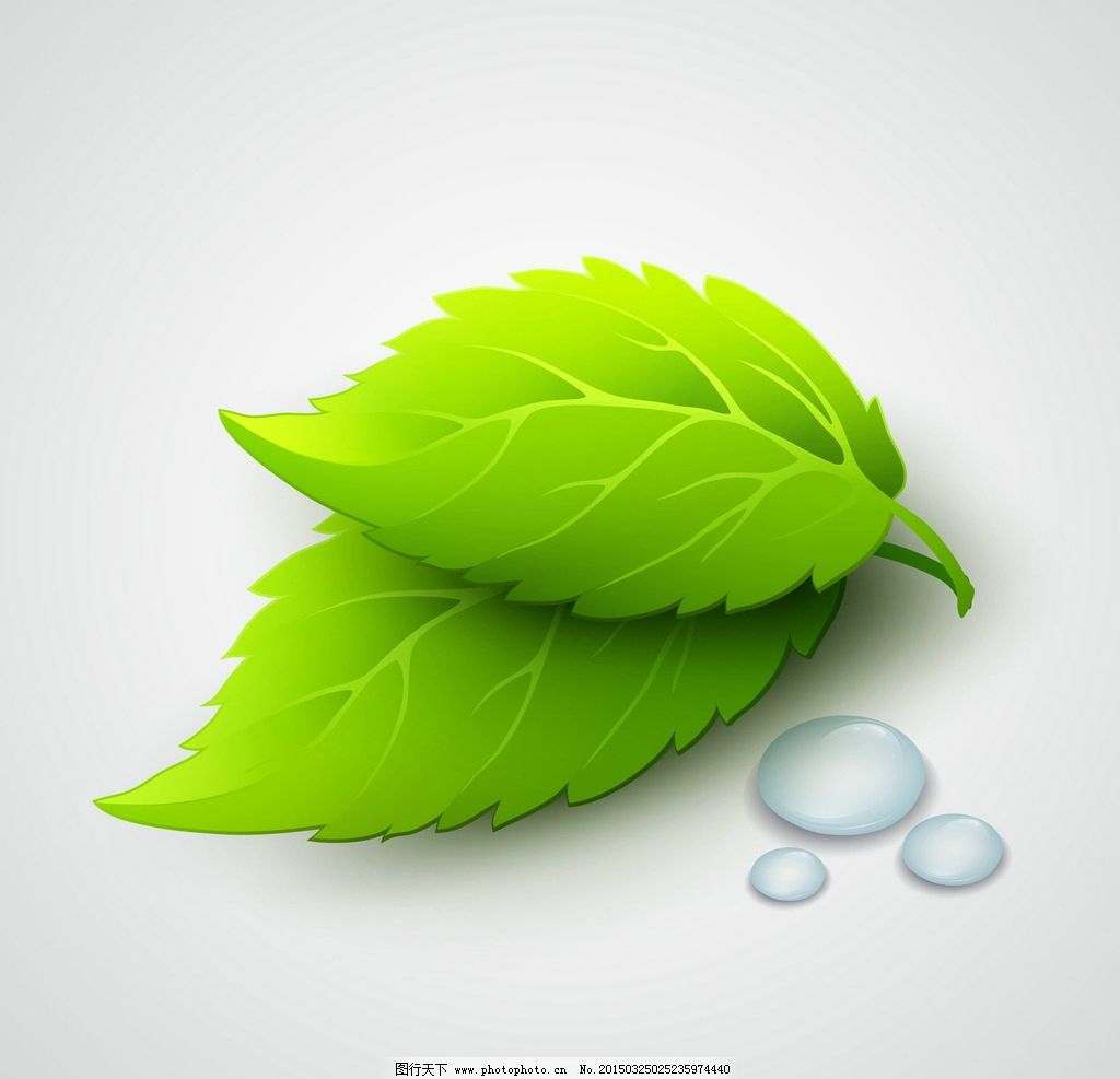 小绿叶植物图片及名称