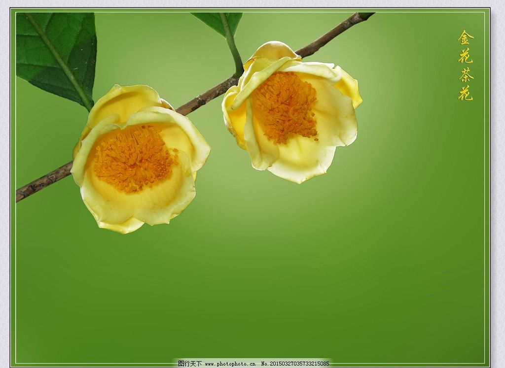 想了解一下金花茶的价格和金花茶的种植哪几个