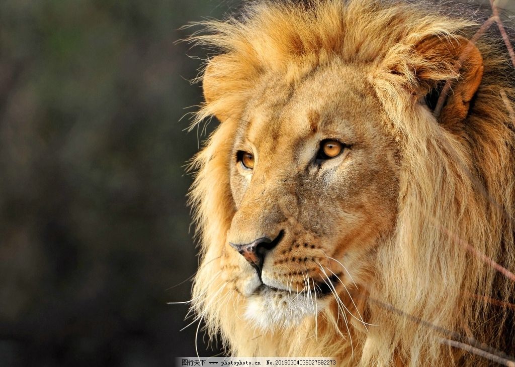 【5.4日运】狮子:工作多劳多得,魔羯:适合做整理