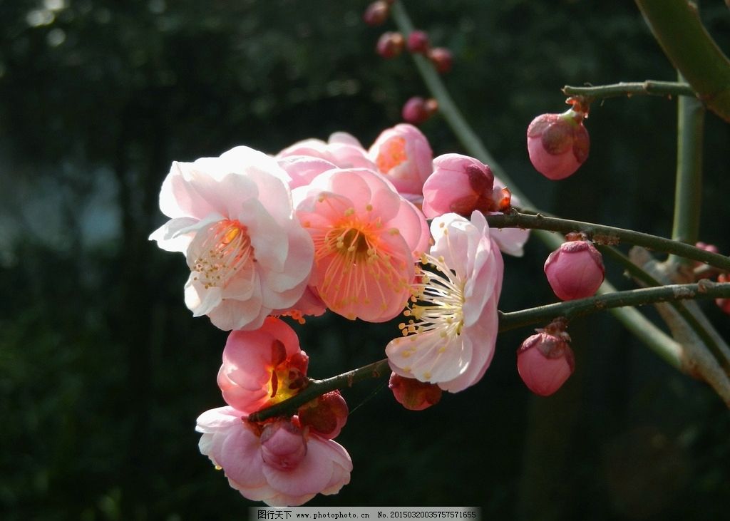 梅花 花卉 植物 树枝 花朵 摄影 生物世界 花草