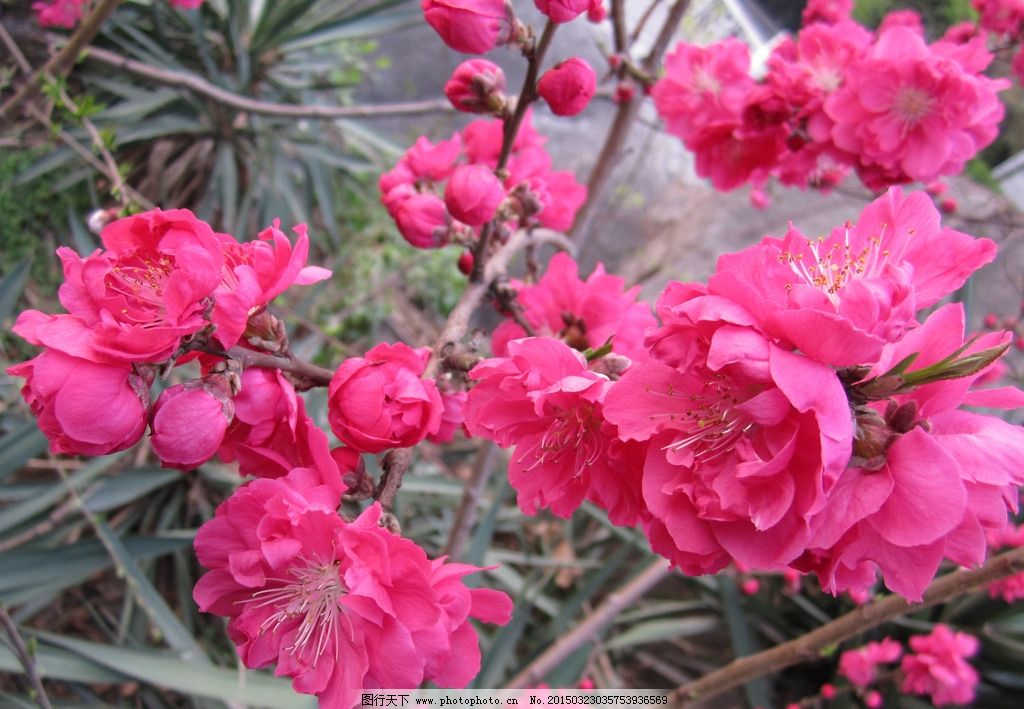 碧桃花开,碧桃,百花齐放,鲜花,花草,红花,花朵,美丽的花,盆景,花展,花姿,花语,绽放,花香,粉红花,碧桃花,粉红碧桃,千叶桃花,盛开碧桃,怒放碧桃,桃园,枝叶,枝干,桃花,春色花香,摄影,生物世界,花草,300DPI,JPG