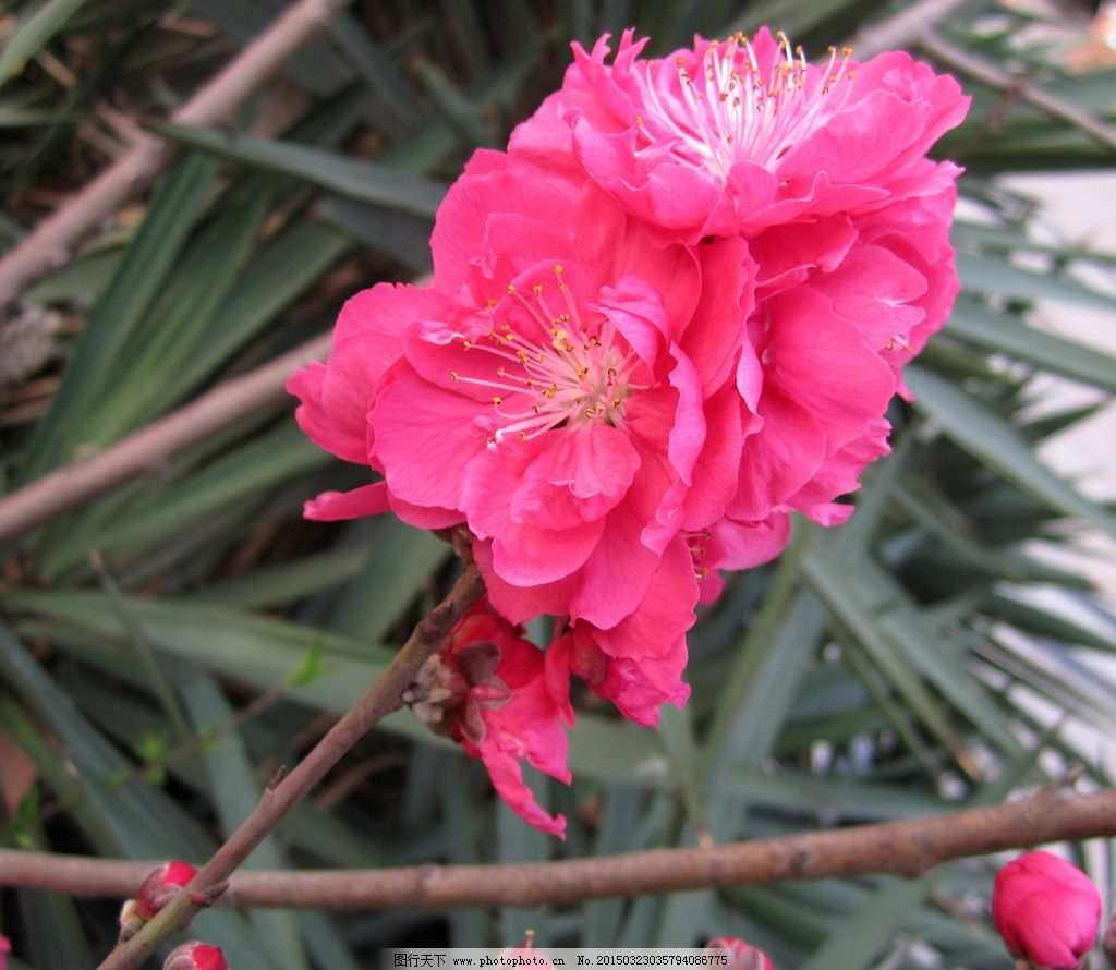 碧桃花开,碧桃,百花齐放,鲜花,花草,红花,花朵,美丽的花,盆景,花展,花姿,花语,绽放,花香,粉红花,碧桃花,粉红碧桃,千叶桃花,盛开碧桃,怒放碧桃,桃园,枝叶,枝干,桃花,春色花香,摄影,生物世界,花草,300DPI,JPG